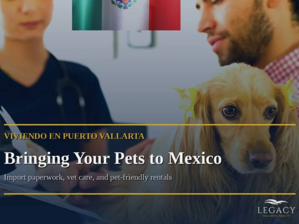 A dog at a veterinary clinic in Mexico with import paperwork