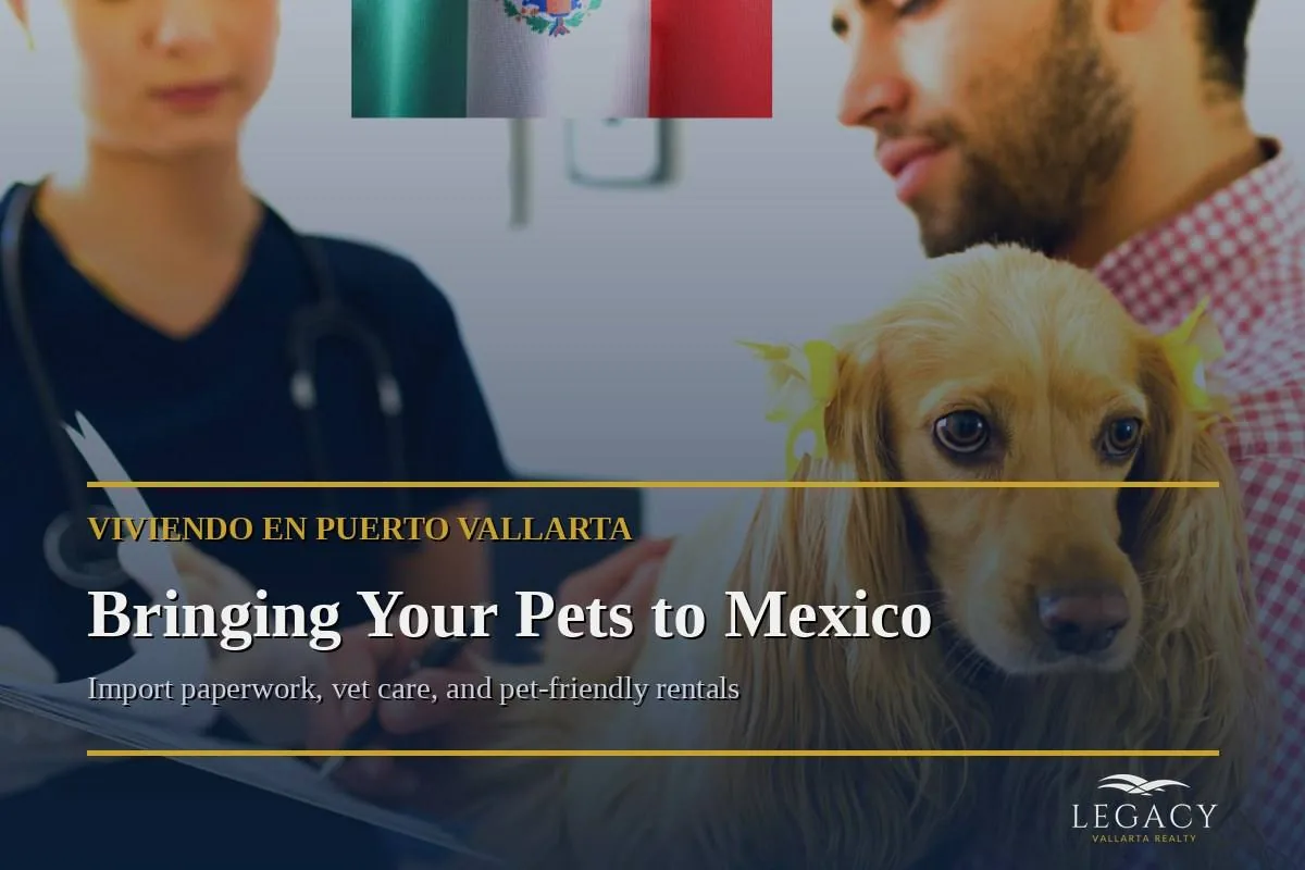 A dog at a veterinary clinic in Mexico with import paperwork